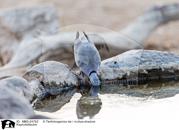 Kapturteltaube / ring-necked cape turtle / MBS-24762