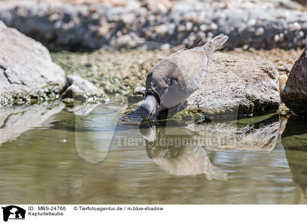 Kapturteltaube / ring-necked cape turtle / MBS-24766