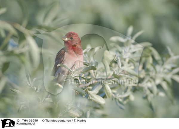 Karmingimpel / common rosefinch / THA-03556