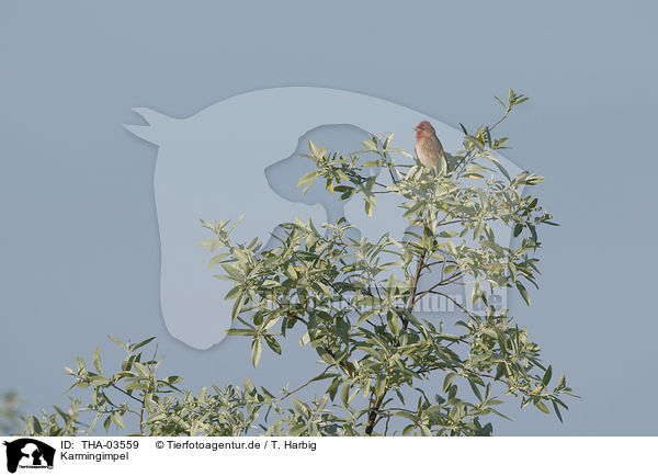 Karmingimpel / common rosefinch / THA-03559