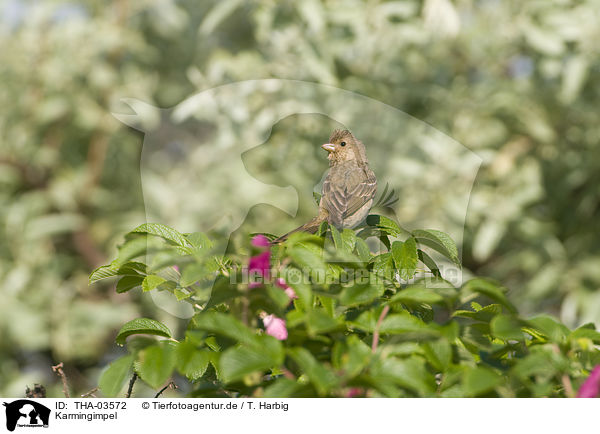 Karmingimpel / common rosefinch / THA-03572