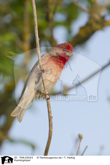 Karmingimpel / common rosefinch / THA-05043