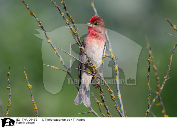 Karmingimpel / common rosefinch / THA-06455