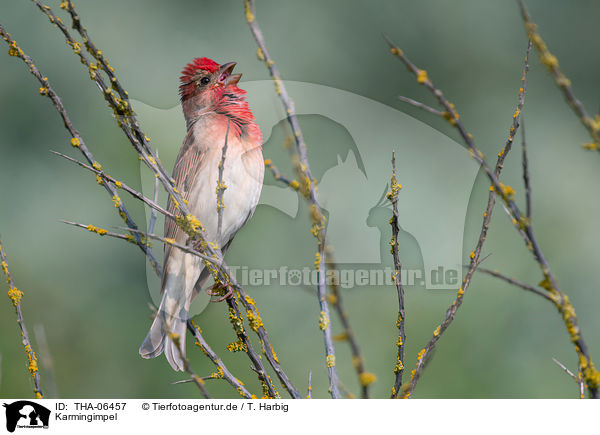 Karmingimpel / common rosefinch / THA-06457