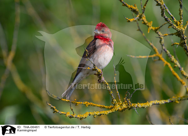 Karmingimpel / common rosefinch / THA-06461
