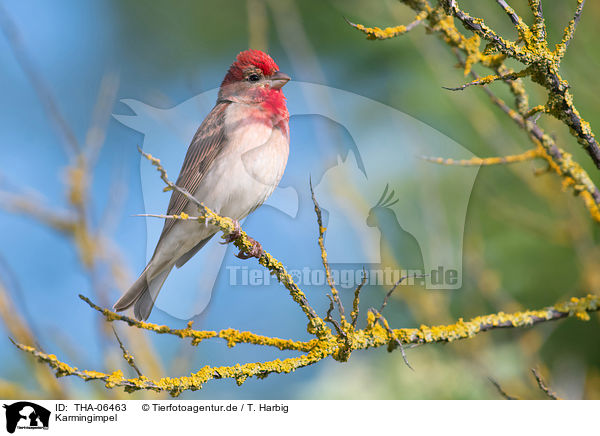 Karmingimpel / common rosefinch / THA-06463