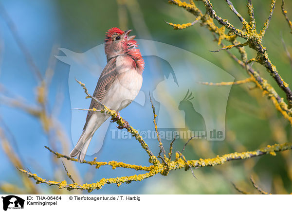 Karmingimpel / common rosefinch / THA-06464
