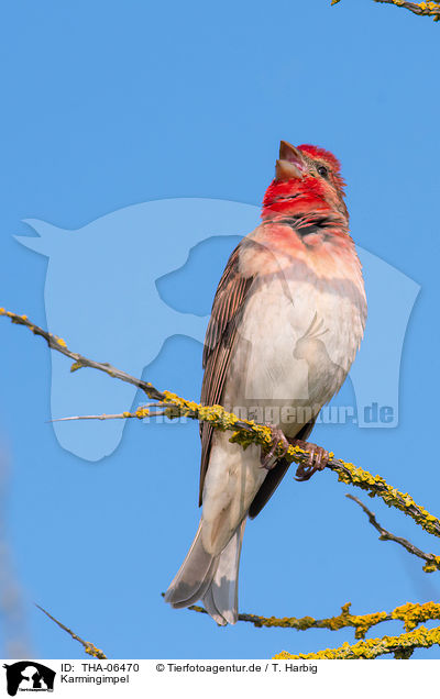 Karmingimpel / common rosefinch / THA-06470