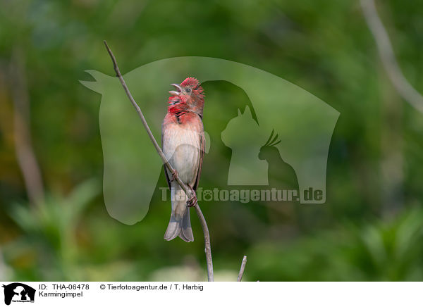 Karmingimpel / common rosefinch / THA-06478