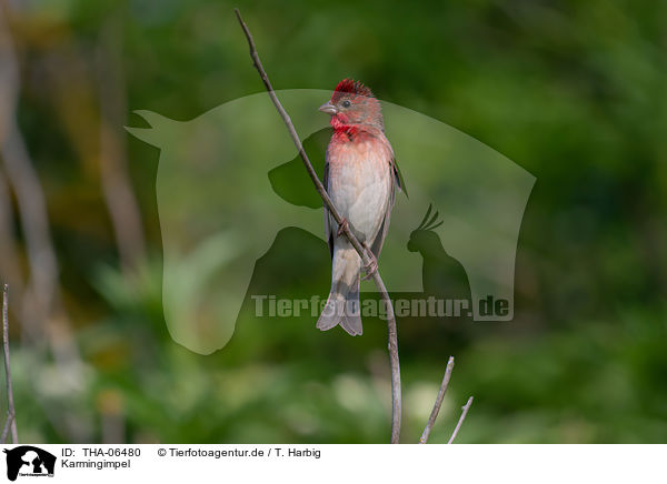 Karmingimpel / common rosefinch / THA-06480