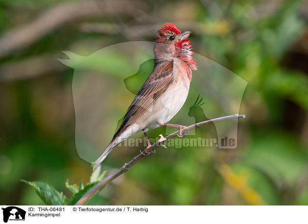 Karmingimpel / common rosefinch / THA-06481