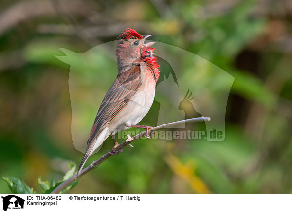 Karmingimpel / common rosefinch / THA-06482