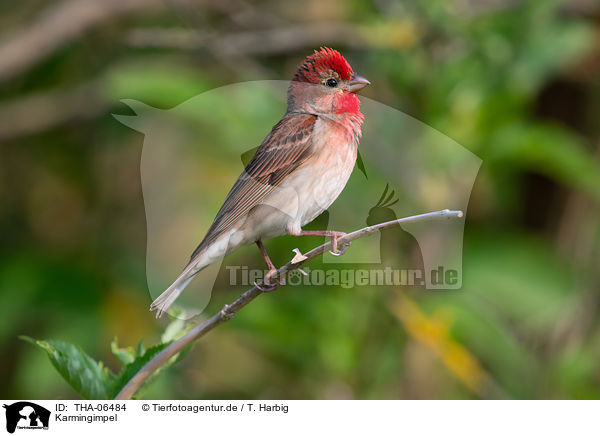 Karmingimpel / common rosefinch / THA-06484