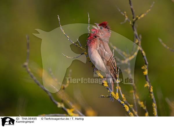 Karmingimpel / common rosefinch / THA-06485