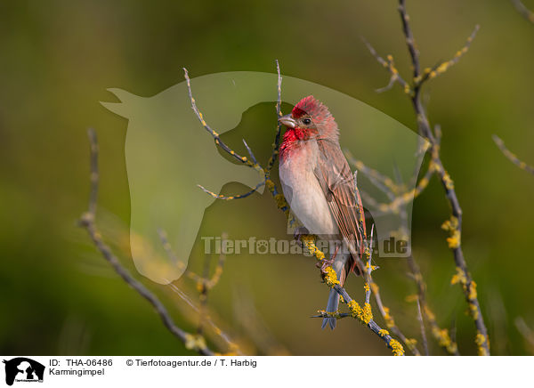 Karmingimpel / common rosefinch / THA-06486