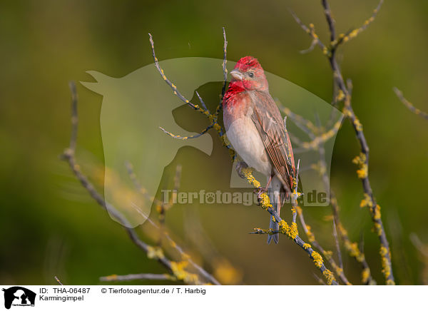 Karmingimpel / common rosefinch / THA-06487