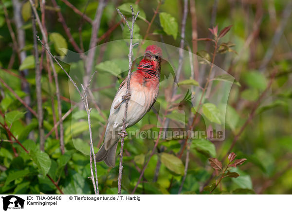 Karmingimpel / common rosefinch / THA-06488