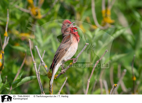 Karmingimpel / common rosefinch / THA-06491