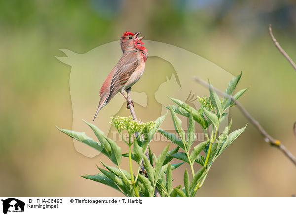 Karmingimpel / common rosefinch / THA-06493
