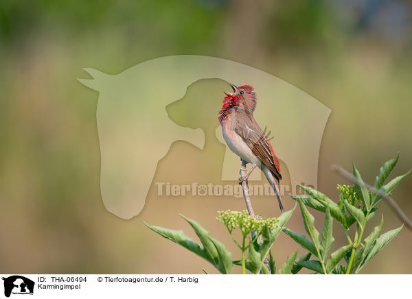 Karmingimpel / common rosefinch / THA-06494