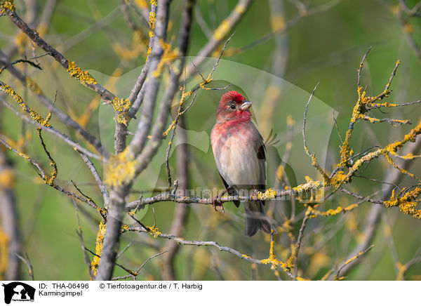 Karmingimpel / common rosefinch / THA-06496