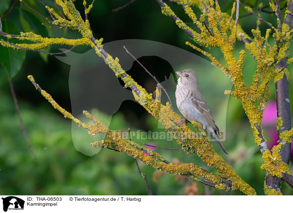 Karmingimpel / common rosefinch / THA-06503