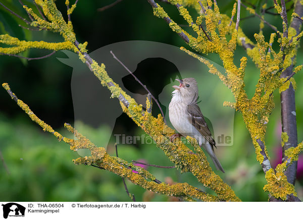 Karmingimpel / common rosefinch / THA-06504