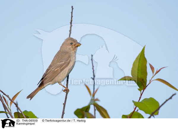 Karmingimpel / common rosefinch / THA-06509