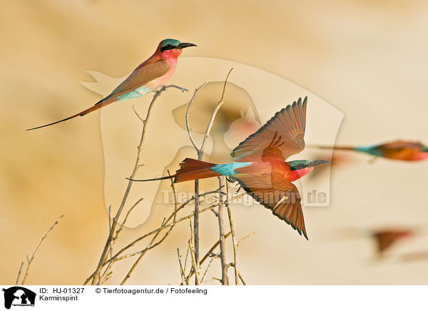 Karminspint / Southern Carmine Bee-eater / HJ-01327