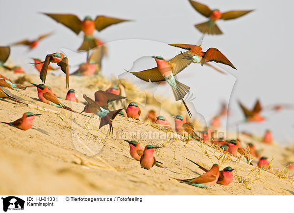 Karminspint / Southern Carmine Bee-eater / HJ-01331