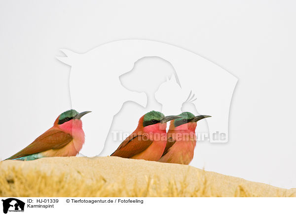 Karminspint / Southern Carmine Bee-eater / HJ-01339