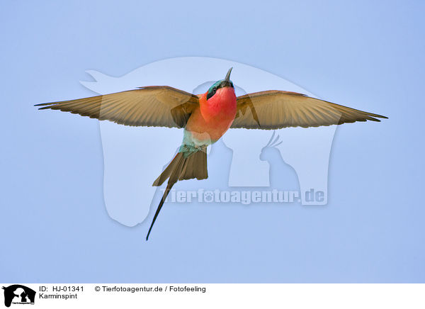 Karminspint / Southern Carmine Bee-eater / HJ-01341