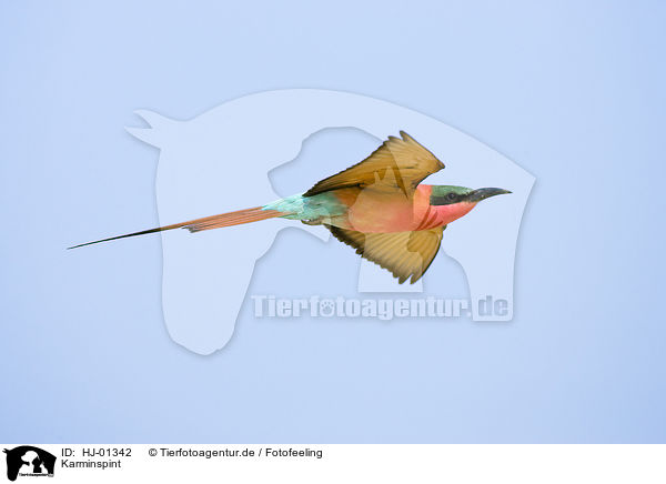 Karminspint / Southern Carmine Bee-eater / HJ-01342