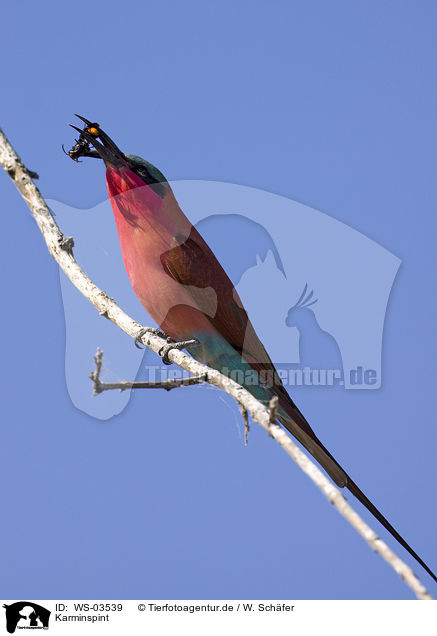 Karminspint / carmine bee eater / WS-03539