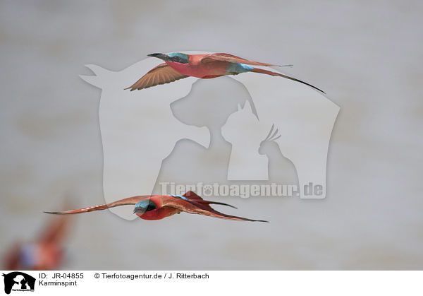 Karminspint / carmine bee-eater / JR-04855
