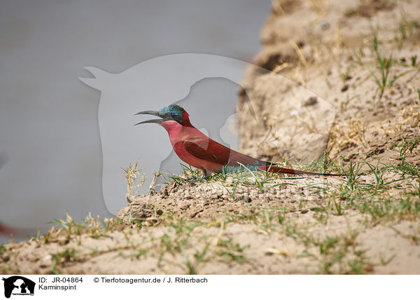 Karminspint / carmine bee-eater / JR-04864