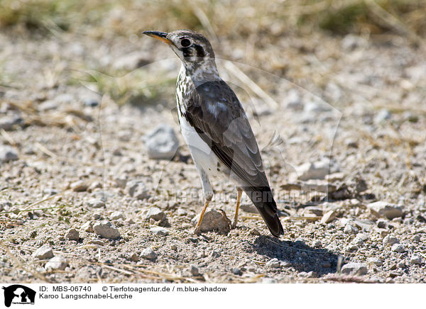 Karoo Langschnabel-Lerche / karoo long-billed lark / MBS-06740