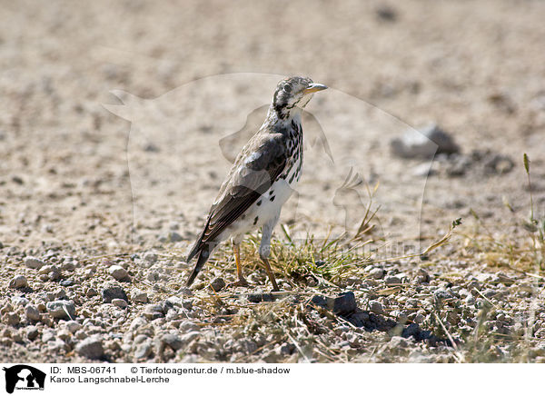 Karoo Langschnabel-Lerche / karoo long-billed lark / MBS-06741