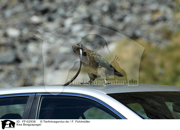 Kea Bergpapagei / FF-02938