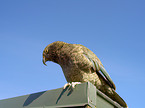 Kea