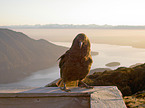 Kea