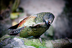 Kea