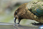 Kea Bergpapagei