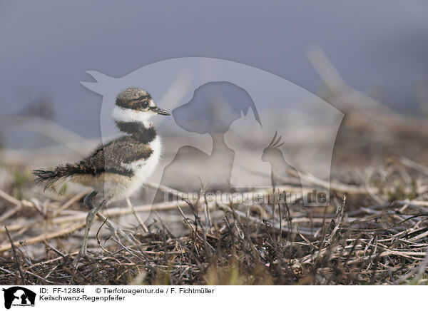 Keilschwanz-Regenpfeifer / FF-12884