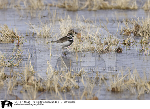 Keilschwanz-Regenpfeifer / killdeer plover / FF-14692