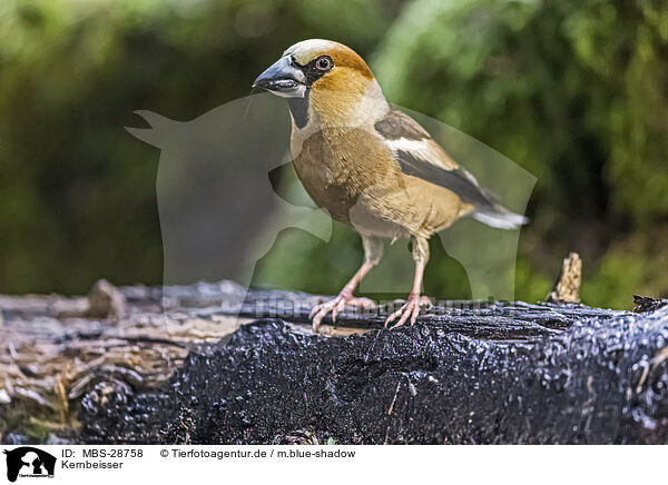 Kernbeisser / grosbeak / MBS-28758