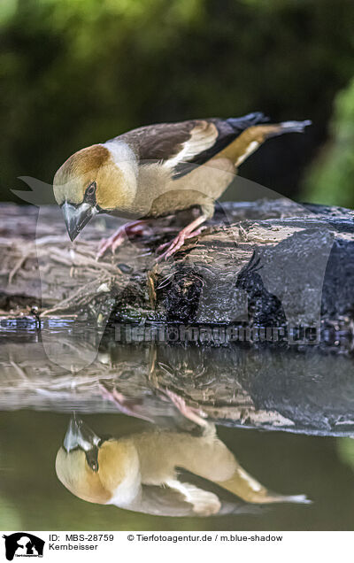 Kernbeisser / grosbeak / MBS-28759