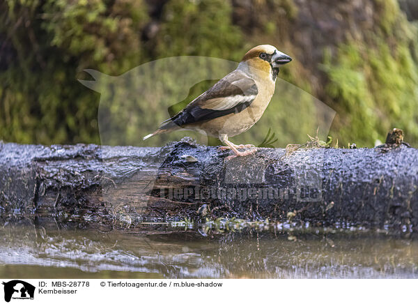 Kernbeisser / grosbeak / MBS-28778