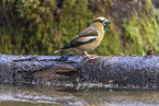 Kernbeisser