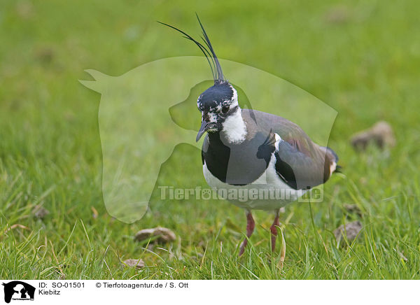 Kiebitz / lapwing / SO-01501